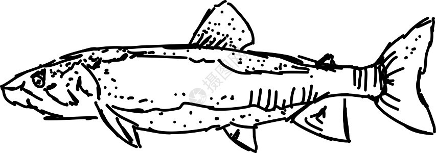 白色背景上的鱼动物绘画插图背景图片