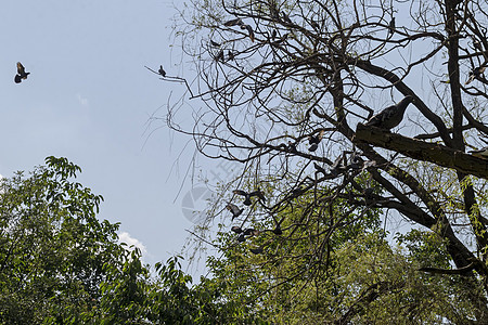 鸽子或鸽子花朵飞翔 站在树枝上动物洗澡羽毛环境眼睛野生动物棕色翅膀蓝色灰色图片