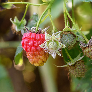 树枝上的松果水果宏观食物叶子季节红色覆盆子植物绿色衬套图片