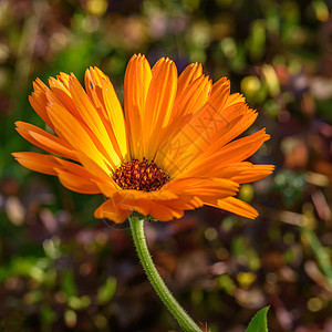 Calendula 花朵美丽黄色雏菊橙子花瓣花园绿色植物植物群宏观图片