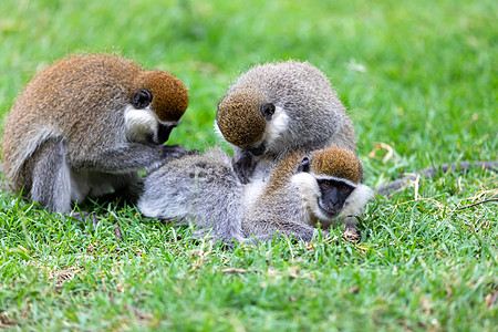 埃塞俄比亚Awasa的活性猴子家庭尾巴长尾动物哺乳动物钻地灵长类荒野绿藻毛皮衬套图片