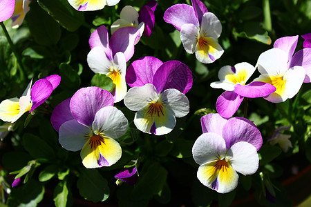 乐园里的白质植物群园林中提琴边框花朵植物三色花园花卉图片