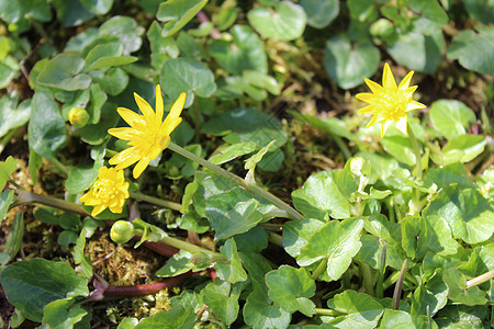 花园里的黄油植物花朵植物群毛茛黄色图片