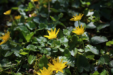 花园里的黄油植物黄色毛茛植物群花朵图片