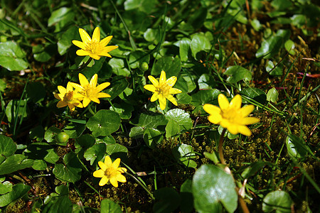 花园里的黄油毛茛黄色植物植物群花朵图片
