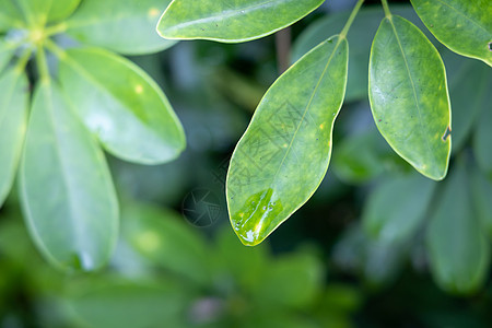 在花园的阳光下特写绿叶 自然黑色生态叶子绿色背景季节植物生长晴天墙纸美丽图片