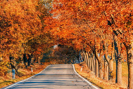 秋天在巷子上掉落的彩色树风景旅行小路树叶隧道晴天季节太阳公园胡同背景图片