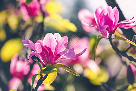 深底的公园里的木兰花紫色花束季节植物学植物群花瓣宏观玉兰生长叶子图片