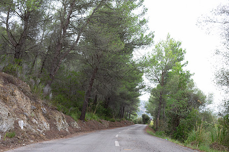 林间公路 梅多卡的自行车路线绿色沥青环境草地车道途径运输森林自然图片