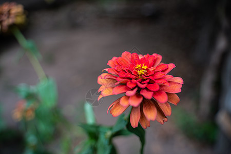 花园里的红色红银尼亚或美丽的金尼亚花束园艺菊科彩色图案草花植物群植物花瓣橙子图片