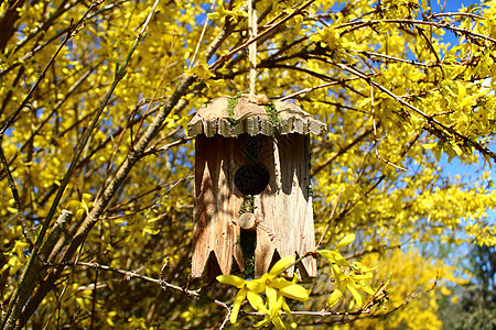 在盛开的福塞西亚鸟屋树木花园房子鸟巢鸟类鸟舍房屋黄色公园背景图片