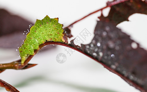 将孤立在白色背景上的毛毛虫卷起来生物动物黑色野生动物小动物漏洞蝴蝶鳞翅目绿色昆虫图片