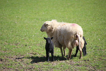 山羊 母羊和羊羔 在山谷的春天牧场农业婴儿羊肉场景羊毛哺乳动物场地农田农场图片