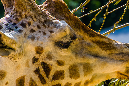 一个来自非洲的濒危动物种头部的长颈鹿 被关起来图片