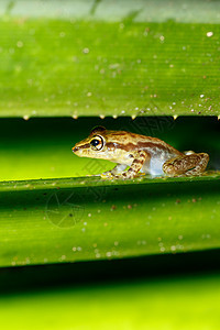 美丽的小青蛙野兔马达加斯加野生动物协会叶子荒野丛林热带两栖野生动物森林宏观公园生态图片