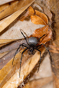 巨型白蜘蛛马达加斯加图片