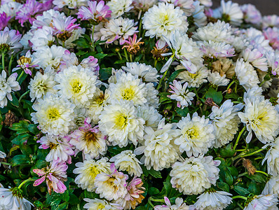 特写菊花 流行种植的花园花朵 自然本源 以补充高清图片