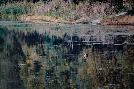 秋天黄橘红森林湖上游泳的蓝鸭树木池塘野生动物水禽风景叶子野鸭天空心情荒野图片