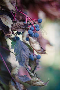 秋天的蓝色野生葡萄簇模糊了柔和的焦点 复制空格季节紫色墙纸树叶花园浆果叶子植物群藤蔓柔焦图片