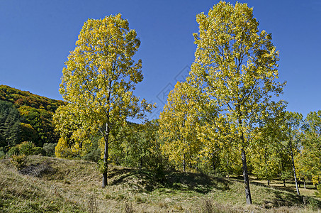 在维托沙山上 黄秋树的多彩秋天风景 摇摆和衰落的森林以及有角地的Vitosha山顶峰环境叶子季节橙子针叶爬坡天空旅行空地图片