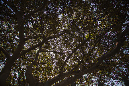 树枝纹理生态环境森林木头叶子公园橡木植物活力树干背景图片