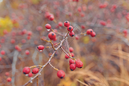 Briar 野玫瑰臀灌木山楂野蔷薇蔷薇种子药品水果植物浆果季节荒野图片