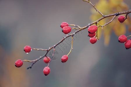 Briar 野玫瑰臀灌木野蔷薇植物学植物荒野植物群蔷薇水果山楂叶子药品图片