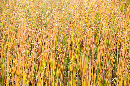橙色的Reed在风中吹叶子微风场地风暴蓝色平原海浪农村天空刀片图片