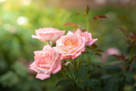 花园里的玫瑰花粉色日光玫瑰绿色树叶植物群花瓣情人图片