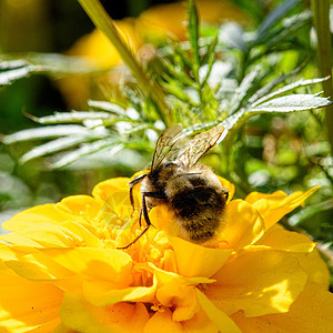 黄色花朵宏上的蜜蜂花粉漏洞花蜜翅膀植物花园绿色雏菊宏观昆虫图片