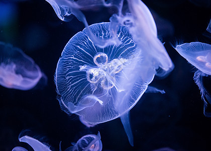 水族馆里的Jellyfish 蓝光照亮热带海洋动物群荒野动物潜水水母紫色野生动物生活图片