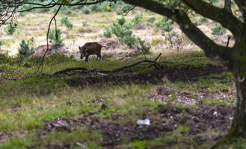森林内草原的野生动物森林动物偶数哺乳动物动物群野猪荒野图片