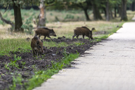 森林内草原的野生动物偶数动物群哺乳动物森林荒野野猪动物图片
