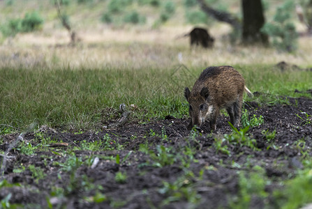 森林内草原的野生动物哺乳动物野猪动物群森林偶数动物荒野图片