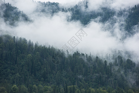 森林雾森林山坡丛林日出天气国家松树爬坡木头公园顶峰季节背景