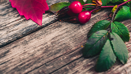 秋水中的植物 玫瑰臀 葡萄 叶子季节衣服木板森林静物鞋类长椅公园配饰男人图片