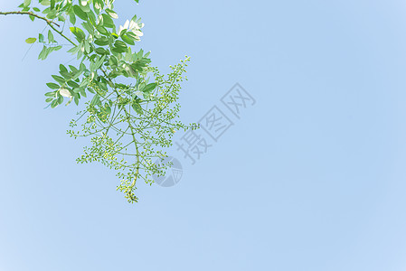 在越南蓝天下紧闭的树上 花朵闪耀着旋体环境季节宝塔羽状海棠叶子公园植物粳稻图片