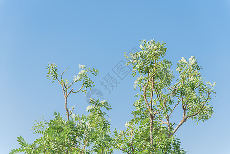 在越南蓝天下的树上盛开的花朵 苏普拉雅波尼卡苦参树叶羽状粳稻槐花花瓣叶子绿色植物旋体槐树图片