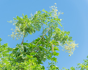 在越南蓝天下的树上盛开的花朵 苏普拉雅波尼卡树叶叶子宝塔槐花槐树苦参花瓣植物学海棠旋体背景图片