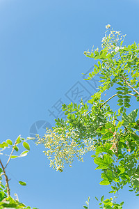 在越南蓝天下紧闭的树上 花朵闪耀着粳稻绿色植物槐树季节树叶公园环境花园羽状植物图片