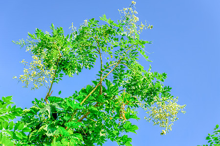 在越南蓝天下的树上盛开的花朵 苏普拉雅波尼卡植物环境苦参羽状季节槐花绿色植物植物学花瓣树叶图片