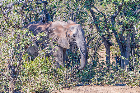非洲大象在一个拖拉尼森林中乡村阳光动物食草象牙浏览器森林哺乳动物晴天农村图片