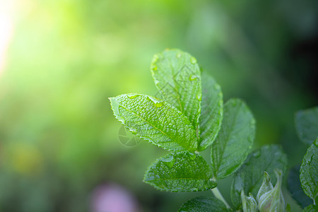 在花园的阳光下特写绿叶 自然黑色植物植物群绿色生长树叶生态背景美丽墙纸晴天图片