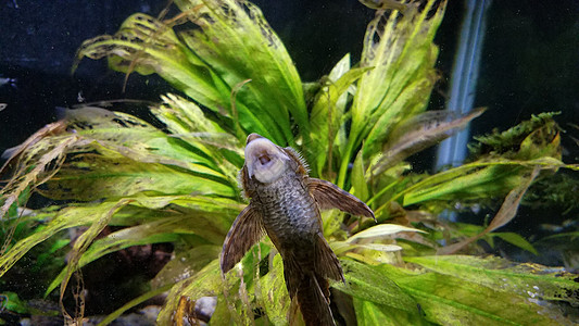 在水族馆里用大嘴巴吸玻璃的鱼植物打扫野生动物绿色动物背景图片