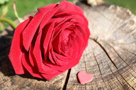 树干上有红玫瑰 有心结庆典乡村结婚婚礼背景红色风化风化木爱的心生日图片
