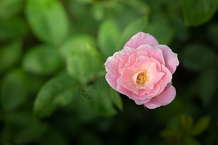 花园里的玫瑰花植物群情人花瓣日光玫瑰粉色树叶绿色图片