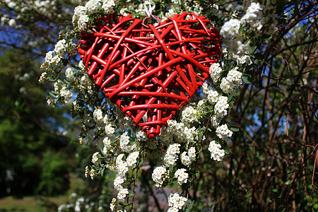 雪莓树丛中的红心结婚聚果红色结婚卡婚礼母亲背景花园爱心爱的心图片