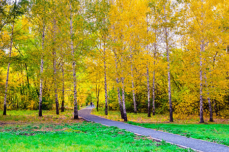 秋天风景 树上有黄叶和红叶红色橙子公园叶子季节绿色小路胡同桦木木头图片