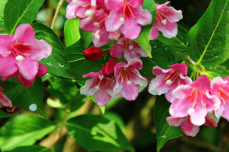 花园里美丽的树枝粉红色花朵粉色图片