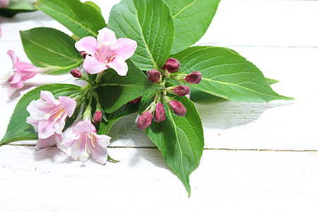 粉红色 Weigela 边框粉色鲜花花卉背景边界设计明信片图片